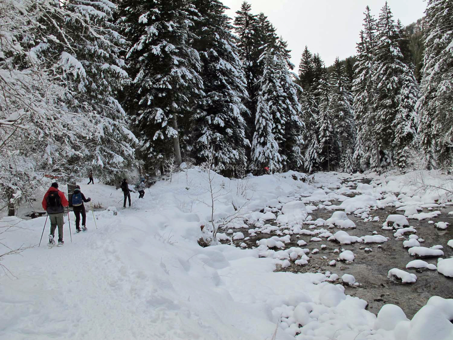 Forêt enneigée en Haute Vésubie