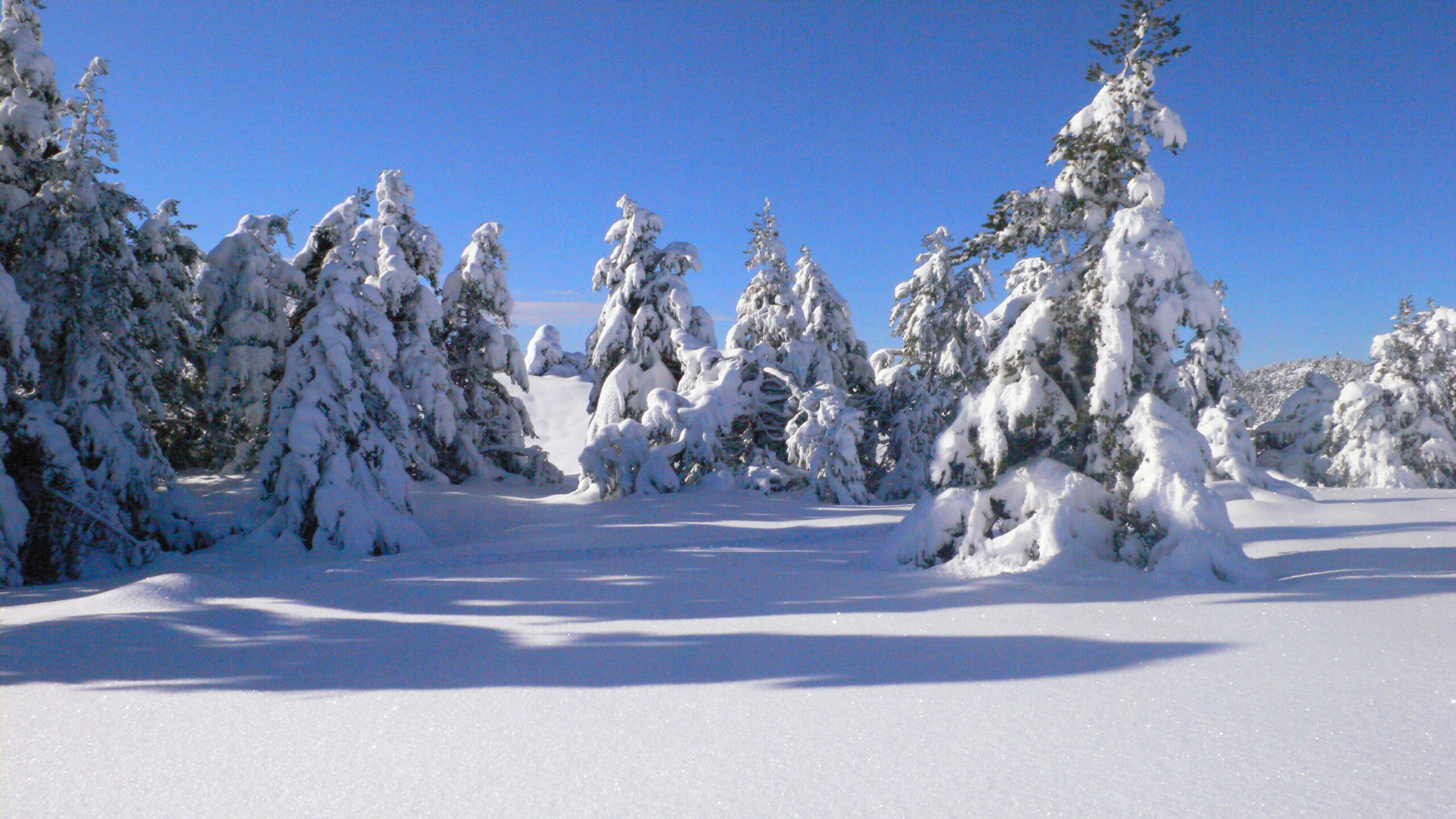 Forêt enneigée de Gréolières