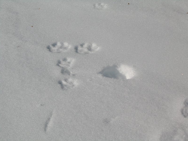 Traces d’animaux dans la neige